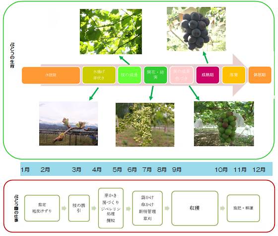 ぶどう畑の一年