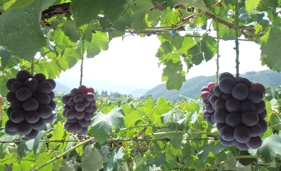 牧丘のぶどう畑